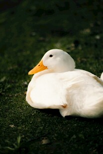 白鸭静卧绿草间
