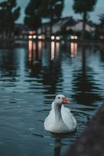 湖畔白鹅悠然戏水