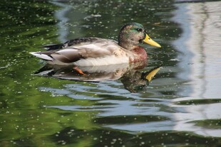 水中游弋的绿头鸭
