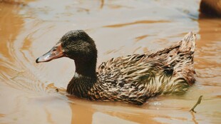 水中游弋的绿头鸭