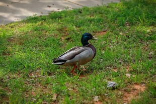 草地上的绿头鸭