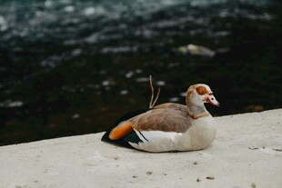 水边休憩的埃及雁