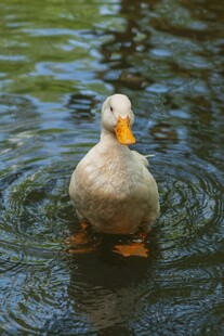 水中白鸭泛起圈圈涟漪