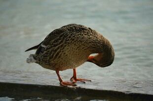 岸边低头整理羽毛的鸭子