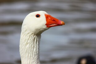 白鹅特写
