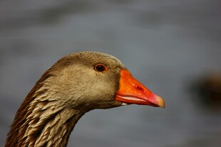 灰鹅特写
