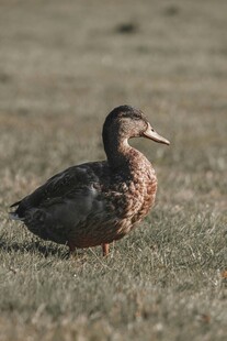 草地上的一只鸭子