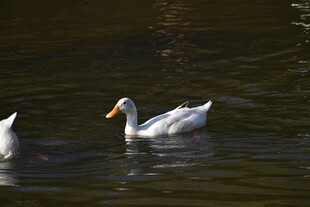 水中游弋的白鸭