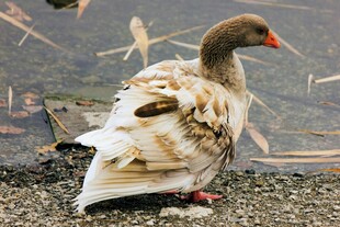 岸边休憩的美丽灰羽鹅