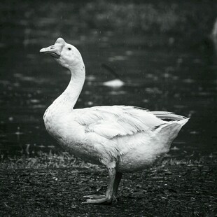 站立的白鹅