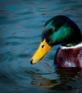 绿头鸭水中悠游