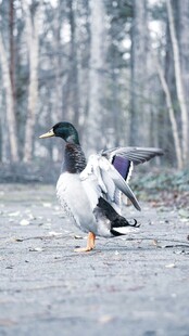 雪地中展翅的鸭子