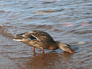 岸边野鸭低头饮水