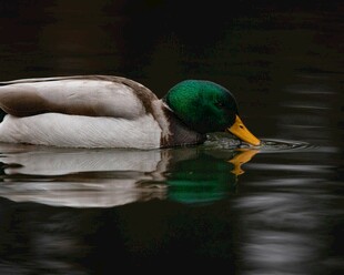 绿头鸭水中悠然觅食