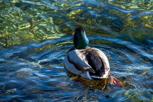 水中游弋的绿头鸭