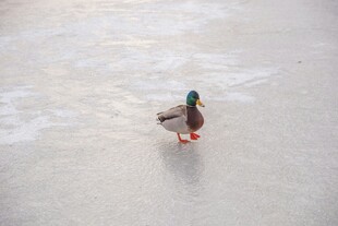 沙滩上的绿头鸭