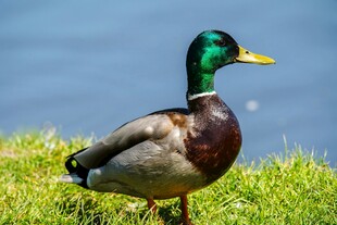 草地上的绿头鸭
