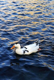 水中游弋的黑白花鸭子