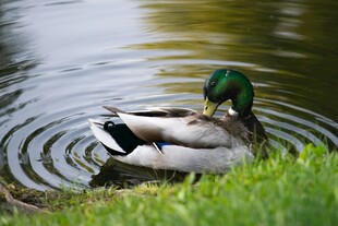 绿头鸭悠游于水边