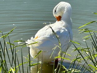 水中白鸭整理羽毛