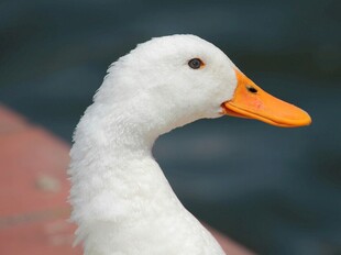 白鸭特写