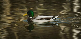 绿头鸭水中悠然游弋