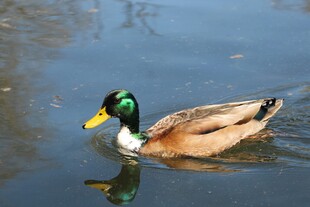 绿头鸭水中悠然游弋