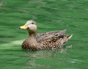 绿水中游动的棕色鸭子