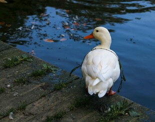 岸边白鸭望水面