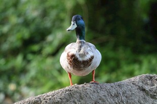 岩石上的绿头鸭