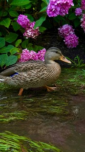池塘边的紫花与绿头鸭