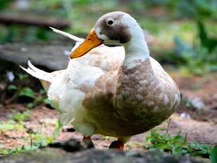 田园中站立的可爱鸭子