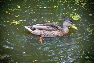 水中游弋的绿头鸭
