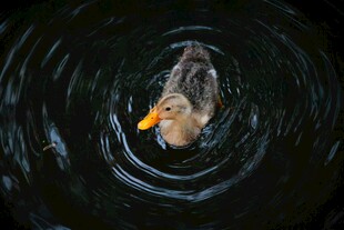 水中游鸭泛起圈圈涟漪