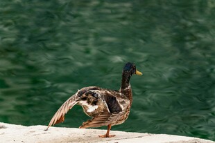 岸边展翅的鸭子