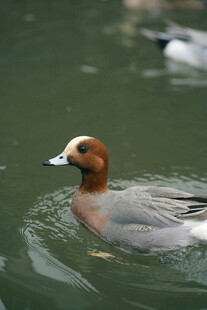 水面游弋的灰褐色野鸭