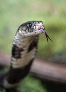吐信的蛇