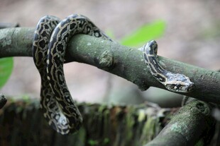 树枝上的花纹蛇