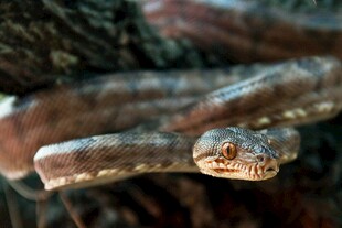 树枝上的蛇特写