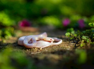 草丛中的粉色小蛇