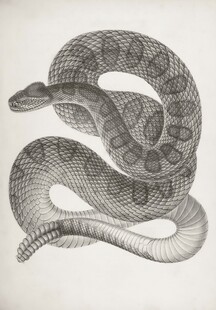盘绕的蛇类黑白插画