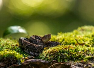 青苔上的蛙