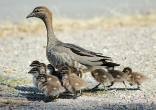 母鸭带小鸭漫步