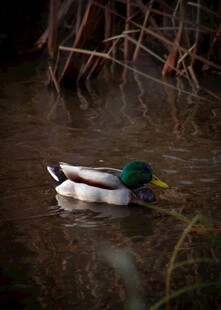 绿头鸭悠游于静谧水面