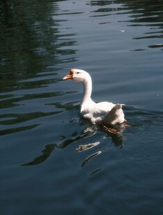 白鹅水中悠然游