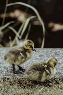两只小鸭子在岸边
