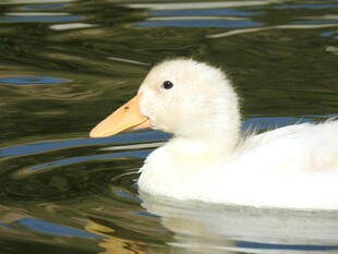 水中游弋的可爱小白鸭