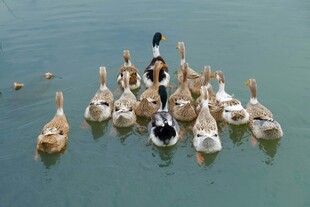 水中群鸭嬉戏图