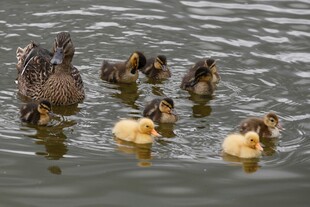 鸭妈妈带小鸭水中嬉戏