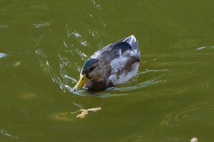 水中觅食的鸭子